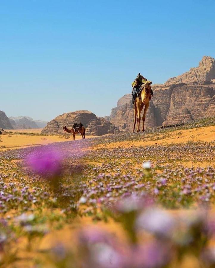 Salma Desert Camp Wadi Rum